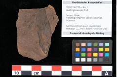 Foto (Objekt + Etikett) von Widdringtonia ungeri Endl. (NHMW-GEO-2024-0188-0121)